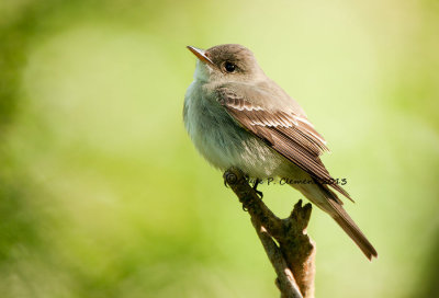 Eastern Wood Peewee