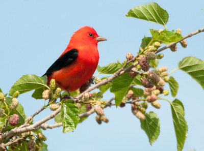 Scarlet Tanager