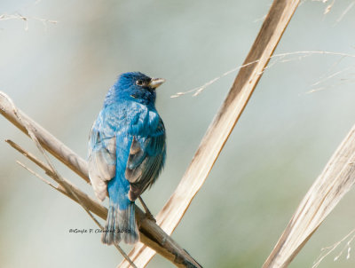 Indigo Bunting