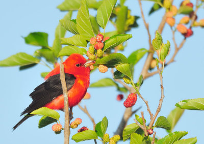 Scarlet Tanager in Mulberries