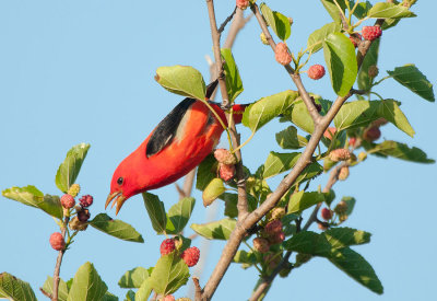 Scarlet Tanager Reaching with Tongue