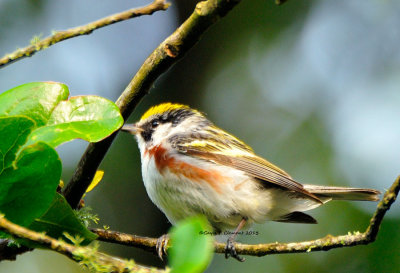 Chestnut-sided Warbler 4