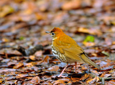 Wood Thrush 2