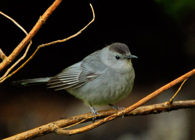 Grey Catbird