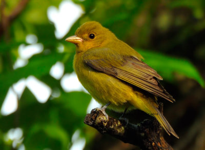 Female Summer Tanager