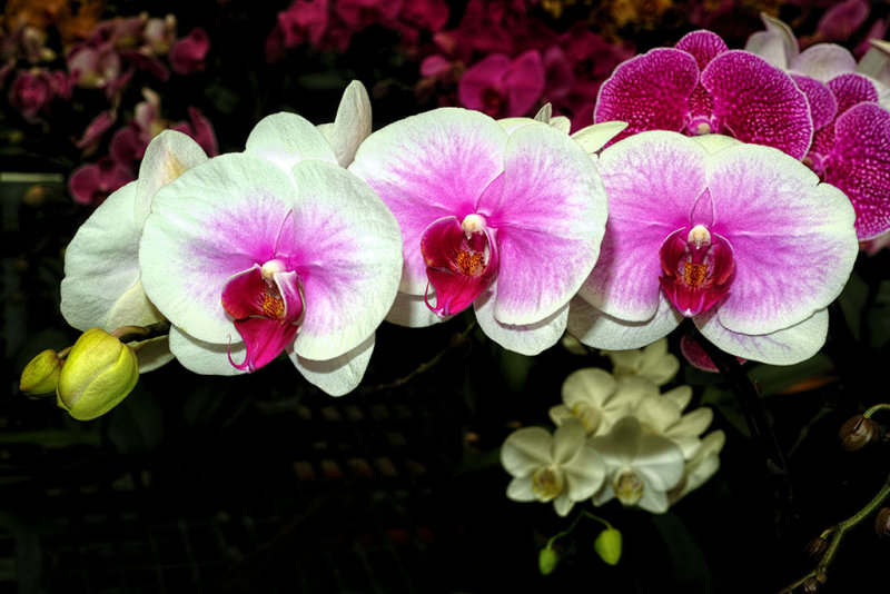 Orchid
