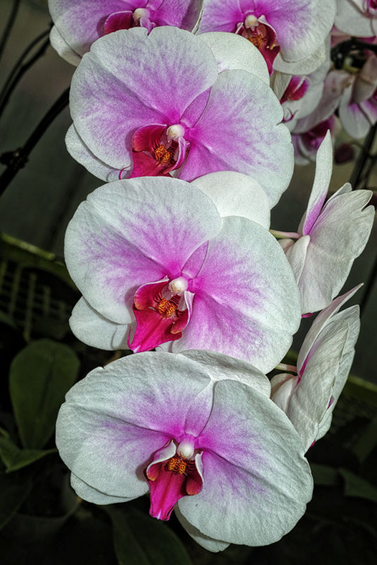 Orchid