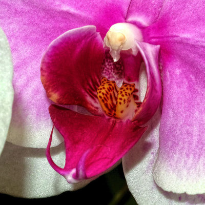 Orchid_cropped