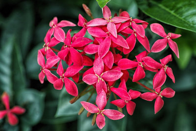 Ixora spike