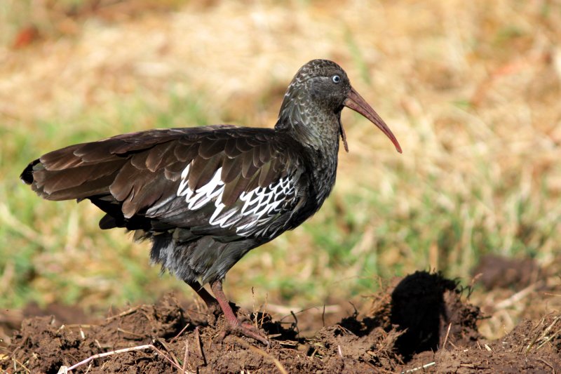 Wattle Ibis