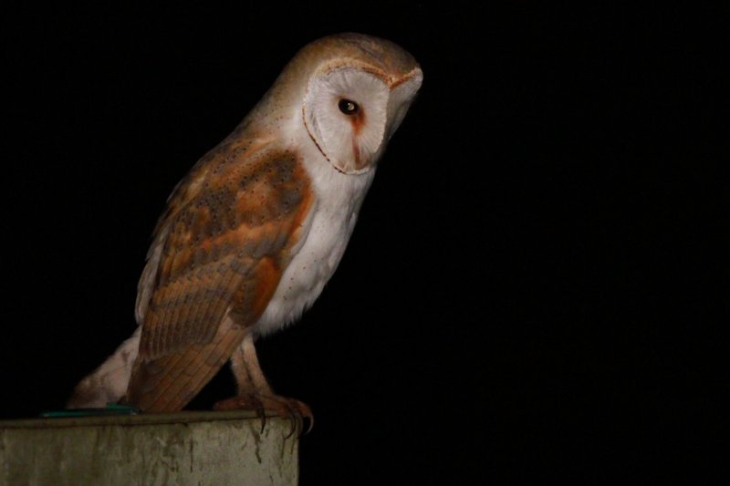 Male Barn Owl - Tyto alba alba - Lechuza - Oliba - Miloca - Mifa 