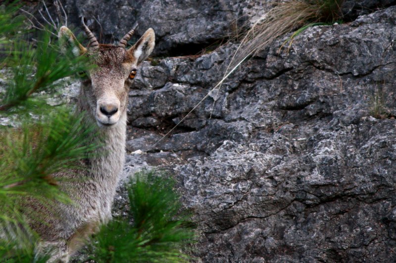 Spanish Ibex - Cabra hispanica o C. pyrenaica  - Cabra Monts - Cabra Salvatge