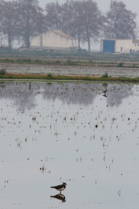 Tipical Landscape in winter with a Lapwing in a ricefield