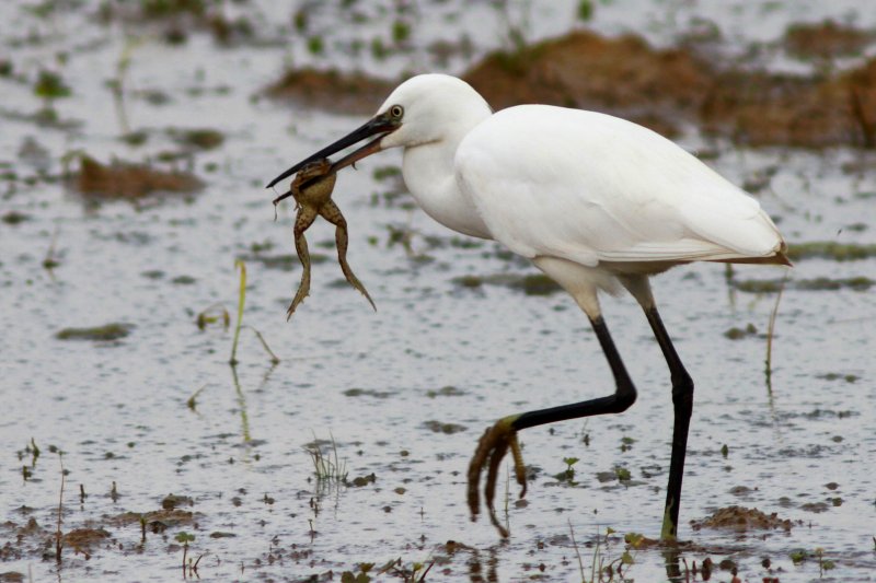 Little Egret eating a frog - Egretta garcetta - Garceta comn - Martinet Blanc