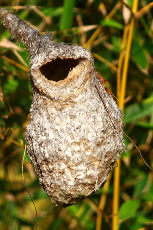 Penduline tit nest - Niu de Teixidor - Nido de Pajaro Moscon - Sabata feta pel sabater (noms deltaics)