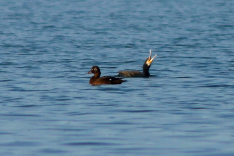 Velvet Scoter - Melanita fusca - Anec fosc - Negron especulado