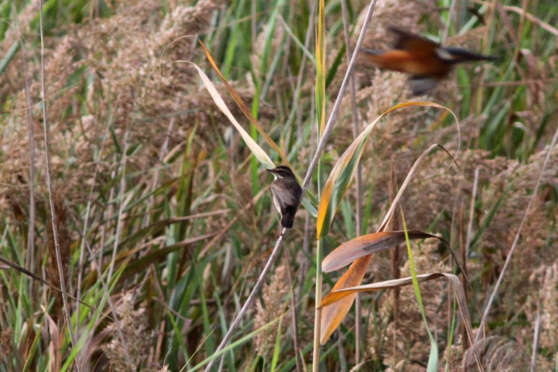 Bluethroat - Luscinia svecica - Cotxa Blava - Pechiazul - Blhals