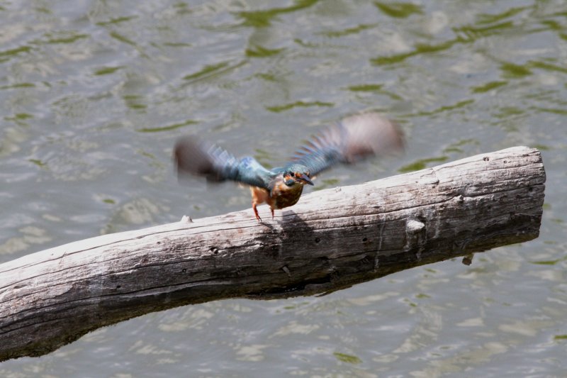 Adult Male Kingfisher - Alcedo attis - Martin Pescador - Blauet