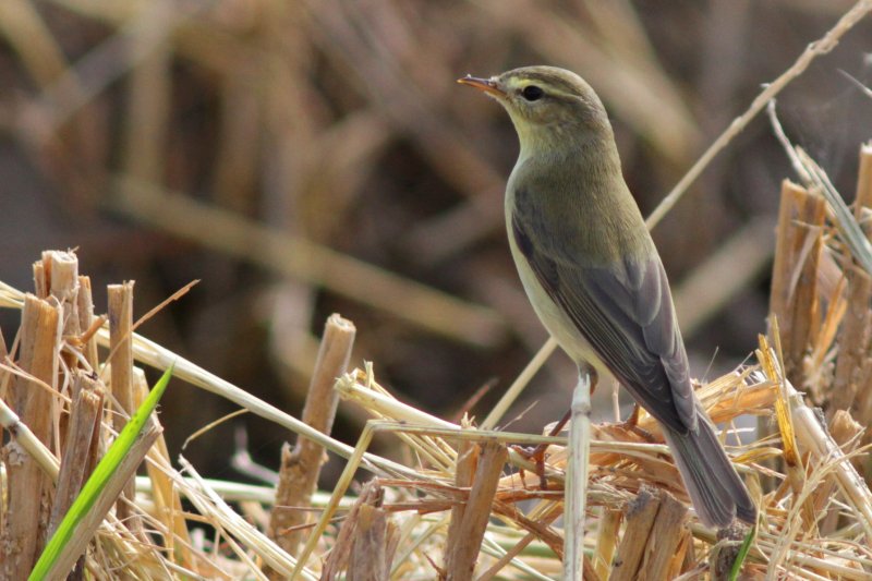 Willow warbler - Phylloscopus trochyllus