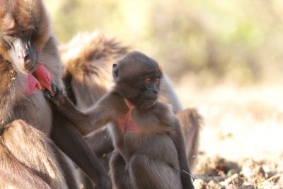 gelada no milk