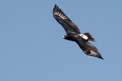 verroux eagle