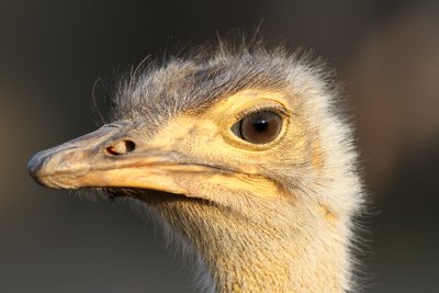 Ostrich - A head's detail from the biggest bird in the World!! 