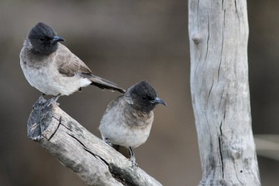 A pair of Common Bulbuls. Notice the long bill from the right bird 