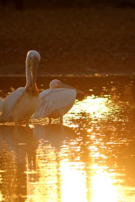 African Great White Pelican