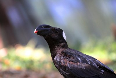 Thick billed Raven