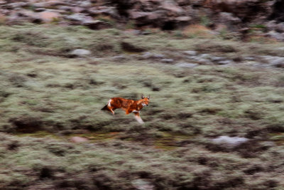 lobo barrido