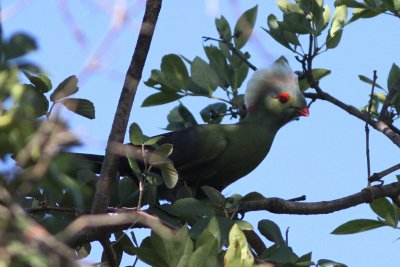 Prince Ruspoli's Turaco (Tauraco ruspolii)