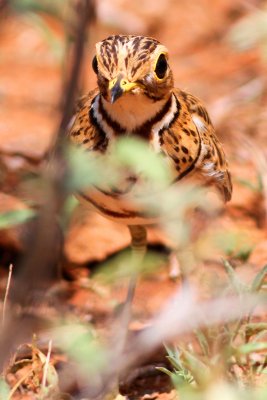 Three-banded Courser (Rhinoptilus cinctus) Courvite  triple