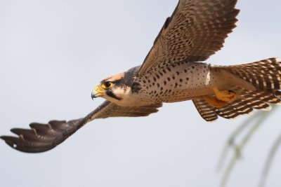 Lanner Falcon - Falco biarmicus