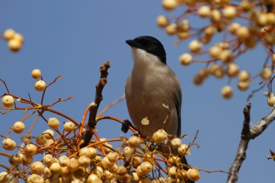 Azure-winged Magpie - Cyanopica (cyanea) cooki - Rabilargo - Garsa blava