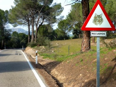Iberian lynx traffic sign