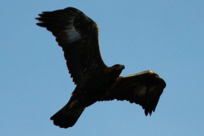 Golden Eagle - Aquila chrysaetos - Aguila Real - Aguila daurada - Eagle Royal