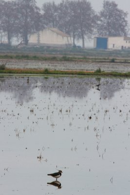 Tipical Landscape in winter with a Lapwing in a ricefield