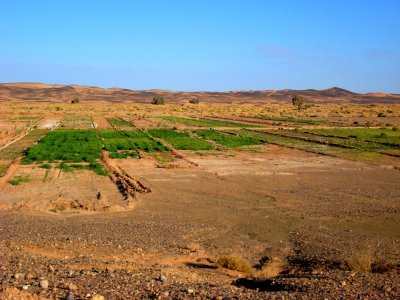 Fields in the Sahara