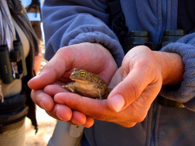 Green Toat in the Sahara desert - Buffo viridis