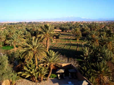 Ohasis and fiekds in Ouarzazate