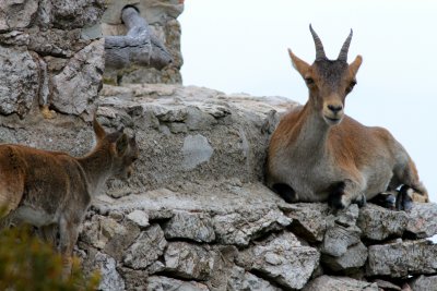 Spanish Ibex - Cabra hispanica o C. pyrenaica  - Cabra Montés - Cabra Salvatge