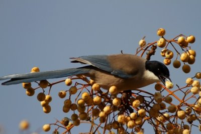 azure-winged Magpie