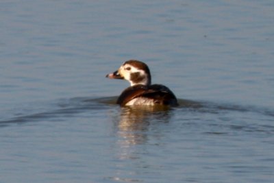 Lon-tailed Duck - Clangula hyemalis - Pato Havelda - Anec glacial