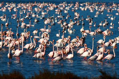 Greater Flamingo - Phoenicopterus ruber roseus - Flamenco (pajaros) - Flamenc (aus)