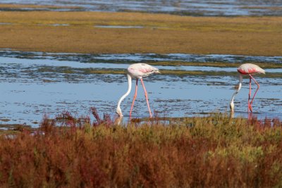 Greater Flamingo - Phoenicopterus ruber roseus - Flamenco (pajaros) - Flamenc (aus)