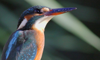 Adult Male Kingfisher - Alcedo attis - Martin Pescador - Blauet