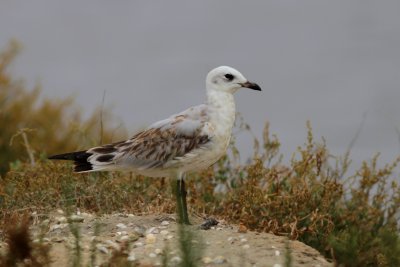 Juvenile plumage from a Mediterranean Gull - Larus melanocephalus - Joven de Gaviota cabecinegra - Gavina Capnegra 