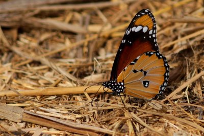 Plain Tiger Butterfly - Danaus chrysippus - Mariposa tigre - Papallona tigre