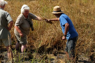 Shena and Josep Bertomeu (Polet) harvesting rice