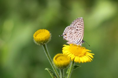 Tailed blue